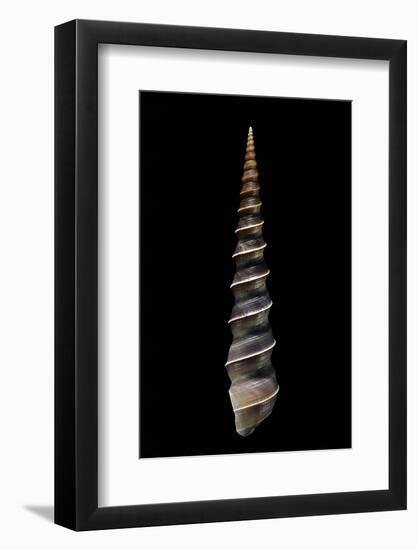 Turritella Terebra-Paul Starosta-Framed Photographic Print