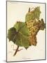 Turruntes Grape-J. Troncy-Mounted Giclee Print