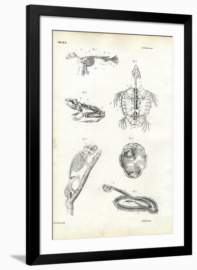 Turtle, 1863-79-Raimundo Petraroja-Framed Giclee Print