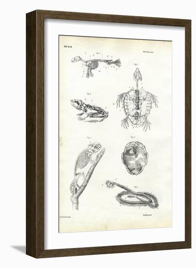 Turtle, 1863-79-Raimundo Petraroja-Framed Giclee Print