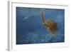 Turtle 1-Michael Jackson-Framed Giclee Print