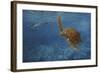 Turtle 1-Michael Jackson-Framed Giclee Print