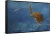 Turtle 1-Michael Jackson-Framed Stretched Canvas