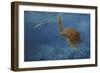 Turtle 1-Michael Jackson-Framed Giclee Print