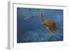 Turtle 1-Michael Jackson-Framed Premium Giclee Print