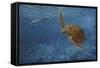 Turtle 1-Michael Jackson-Framed Stretched Canvas