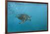 Turtle 2-Michael Jackson-Framed Giclee Print