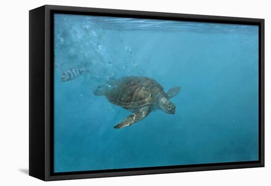 Turtle 2-Michael Jackson-Framed Stretched Canvas