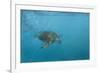 Turtle 2-Michael Jackson-Framed Giclee Print