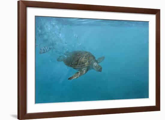 Turtle 2-Michael Jackson-Framed Giclee Print