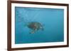 Turtle 2-Michael Jackson-Framed Giclee Print