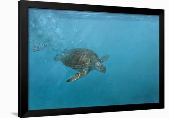 Turtle 2-Michael Jackson-Framed Giclee Print