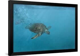 Turtle 2-Michael Jackson-Framed Giclee Print