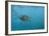 Turtle 2-Michael Jackson-Framed Giclee Print