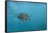 Turtle 2-Michael Jackson-Framed Stretched Canvas