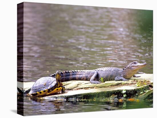 Turtle and Alligator in Pond at Magnolia Plantation, Charleston, South Carolina, USA-Julie Eggers-Stretched Canvas