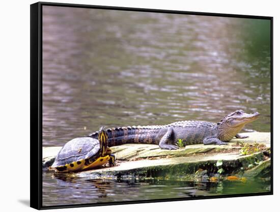 Turtle and Alligator in Pond at Magnolia Plantation, Charleston, South Carolina, USA-Julie Eggers-Framed Stretched Canvas