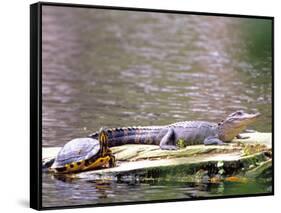 Turtle and Alligator in Pond at Magnolia Plantation, Charleston, South Carolina, USA-Julie Eggers-Framed Stretched Canvas