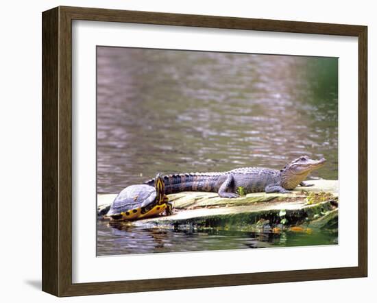 Turtle and Alligator in Pond at Magnolia Plantation, Charleston, South Carolina, USA-Julie Eggers-Framed Premium Photographic Print