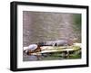 Turtle and Alligator in Pond at Magnolia Plantation, Charleston, South Carolina, USA-Julie Eggers-Framed Premium Photographic Print