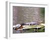 Turtle and Alligator in Pond at Magnolia Plantation, Charleston, South Carolina, USA-Julie Eggers-Framed Premium Photographic Print