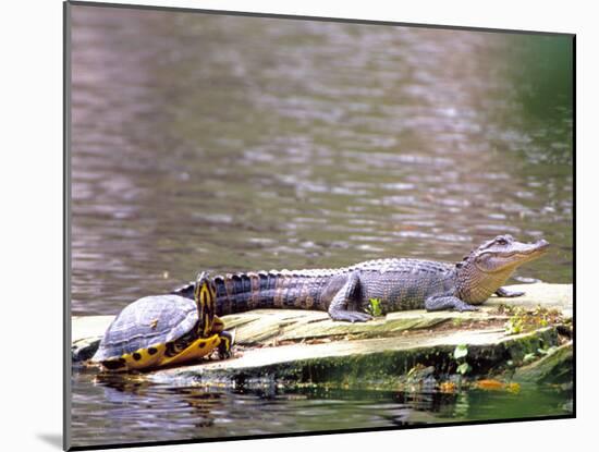 Turtle and Alligator in Pond at Magnolia Plantation, Charleston, South Carolina, USA-Julie Eggers-Mounted Premium Photographic Print