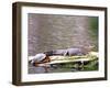 Turtle and Alligator in Pond at Magnolia Plantation, Charleston, South Carolina, USA-Julie Eggers-Framed Photographic Print