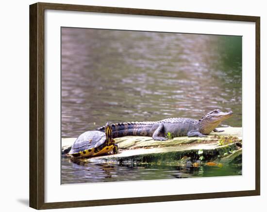 Turtle and Alligator in Pond at Magnolia Plantation, Charleston, South Carolina, USA-Julie Eggers-Framed Photographic Print