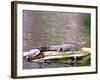 Turtle and Alligator in Pond at Magnolia Plantation, Charleston, South Carolina, USA-Julie Eggers-Framed Photographic Print