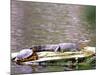 Turtle and Alligator in Pond at Magnolia Plantation, Charleston, South Carolina, USA-Julie Eggers-Mounted Photographic Print