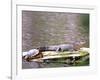 Turtle and Alligator in Pond at Magnolia Plantation, Charleston, South Carolina, USA-Julie Eggers-Framed Photographic Print