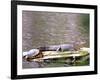 Turtle and Alligator in Pond at Magnolia Plantation, Charleston, South Carolina, USA-Julie Eggers-Framed Photographic Print