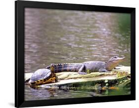 Turtle and Alligator in Pond at Magnolia Plantation, Charleston, South Carolina, USA-Julie Eggers-Framed Photographic Print