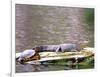 Turtle and Alligator in Pond at Magnolia Plantation, Charleston, South Carolina, USA-Julie Eggers-Framed Photographic Print