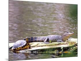 Turtle and Alligator in Pond at Magnolia Plantation, Charleston, South Carolina, USA-Julie Eggers-Mounted Photographic Print