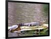 Turtle and Alligator in Pond at Magnolia Plantation, Charleston, South Carolina, USA-Julie Eggers-Framed Photographic Print