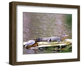 Turtle and Alligator in Pond at Magnolia Plantation, Charleston, South Carolina, USA-Julie Eggers-Framed Photographic Print