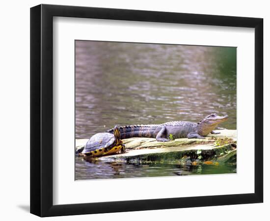 Turtle and Alligator in Pond at Magnolia Plantation, Charleston, South Carolina, USA-Julie Eggers-Framed Photographic Print