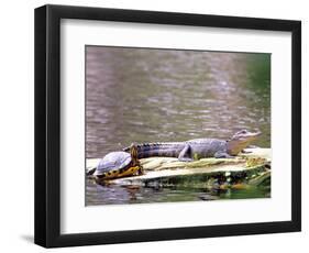 Turtle and Alligator in Pond at Magnolia Plantation, Charleston, South Carolina, USA-Julie Eggers-Framed Photographic Print