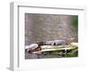 Turtle and Alligator in Pond at Magnolia Plantation, Charleston, South Carolina, USA-Julie Eggers-Framed Photographic Print