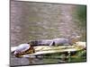 Turtle and Alligator in Pond at Magnolia Plantation, Charleston, South Carolina, USA-Julie Eggers-Mounted Photographic Print