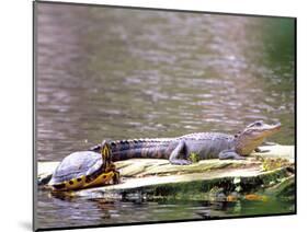 Turtle and Alligator in Pond at Magnolia Plantation, Charleston, South Carolina, USA-Julie Eggers-Mounted Photographic Print