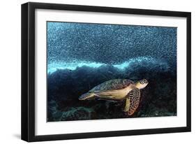 Turtle And Sardines-Henry Jager-Framed Giclee Print