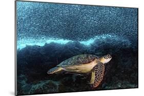 Turtle And Sardines-Henry Jager-Mounted Giclee Print