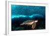Turtle and Sardines-Henry Jager-Framed Photographic Print
