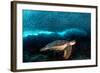 Turtle and Sardines-Henry Jager-Framed Photographic Print