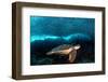 Turtle and Sardines-Henry Jager-Framed Photographic Print