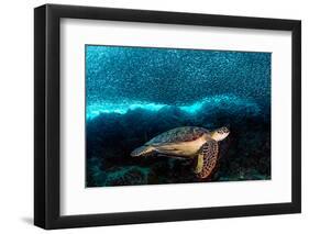 Turtle and Sardines-Henry Jager-Framed Photographic Print