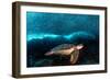 Turtle and Sardines-Henry Jager-Framed Photographic Print