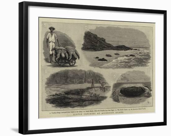 Turtle Catching at Ascension Island-null-Framed Giclee Print